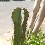 Euphorbia abyssinica Hoja