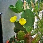 Opuntia ficus-indica Bark