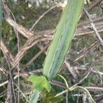 Cissus quaddrangularis Leaf