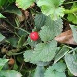 Potentilla indicaফল