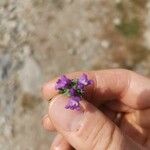 Linaria arvensis Blüte