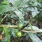 Diospyros tetrandra Fruit