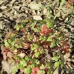 Geranium purpureum पत्ता