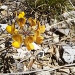 Hippocrepis scorpioides Çiçek