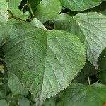 Tilia × europaea Folha