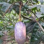 Dacryodes edulis Fruit