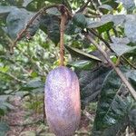 Pachylobus edulis Fruit