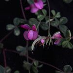 Argyrolobium roseum Hábito
