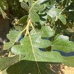 Quercus garryana Blad