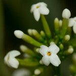 Jasminum didymum Flors