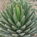 Agave victoriae-reginae Ліст