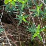 Euphorbia spinosa Blatt