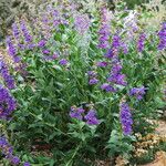 Penstemon glaber Hábito