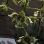 Dendrobium macrophyllum Flower