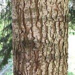 Abies balsamea 树皮