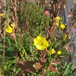 Oenothera parvifloraCvet