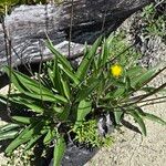Helianthella californica Leaf