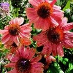 Echinacea purpurea Хабит