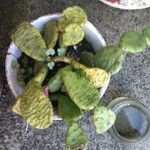 Opuntia humifusa 整株植物