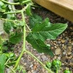 Solanum carolinense Foglia