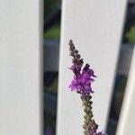 Linaria purpureaᱵᱟᱦᱟ