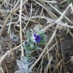 Anchusa undulata花