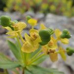 Euphorbia dendroides Fruit