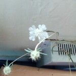 Lomelosia argentea Blüte