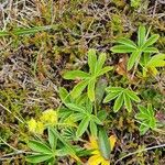 Alchemilla alpigena Leaf