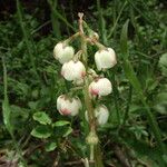 Pyrola media Flower