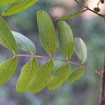 Julbernardia globiflora Folio