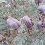 Prosopis farcta Fruchs