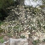 Cornus nuttallii 花