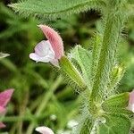 Salvia viridis Kukka