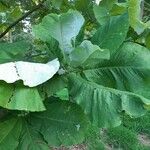 Magnolia macrophylla Leaf