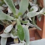 Cotyledon orbiculata برگ