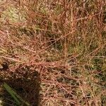 Juncus bulbosus Habit