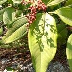 Miconia elegans Floro