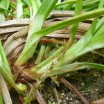 Carex punctata Beste bat