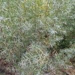 Salix exigua Blatt