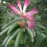 Calliandra surinamensis Λουλούδι