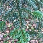 Abies alba Blad