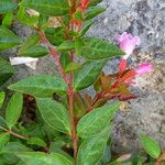 Abelia × grandiflora Lapas