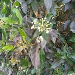 Ligustrum vulgare Leaf