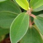 Peperomia blanda Leaf