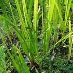 Acorus calamus Агульны выгляд