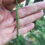 Festuca indigesta Blomma