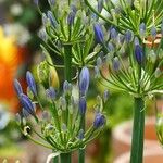 Agapanthus africanus عادت