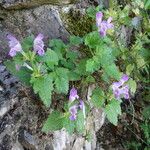 Lamium garganicum Costuma