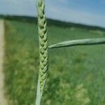 Triticum aestivum Плід